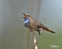 Bluethroat