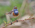 Bluethroat