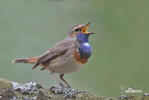 Bluethroat