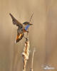 Bluethroat