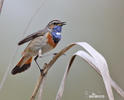 Bluethroat