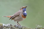 Bluethroat