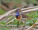 Bluethroat