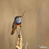 Bluethroat