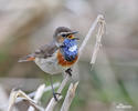 Bluethroat