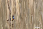Bluethroat