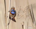 Bluethroat