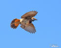 Bluethroat