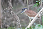 Boat-billed Heron