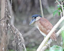 Boat-billed Heron