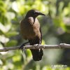 Boat-tailed Grackle