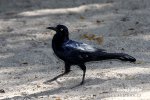 Boat-tailed Grackle