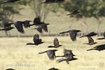 Boat-tailed Grackle