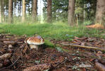 Boletus edulis