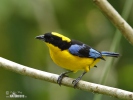 Bolivian Mountain-tanager