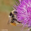 Bombus sp.