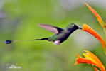 Booted Racket-tail