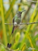 Booted Racket-tail