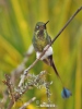 Booted Racket-tail