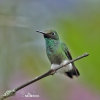 Booted Racket-tail