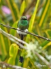 Booted Racket-tail