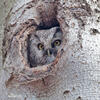 Boreal Owl