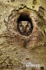 Boreal Owl