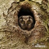 Boreal Owl