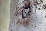 Boreal Owl