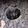 Boreal Owl