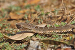 Bothrops neuwiedi mattogrossensis