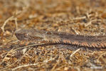 Bothrops neuwiedi mattogrossensis