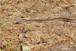 Bothrops neuwiedi mattogrossensis