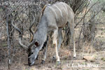 Böyük kudu