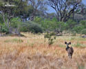 Böyük kudu