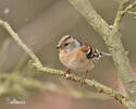 Brambling