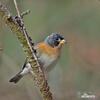 Brambling