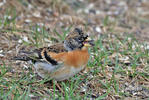 Brambling