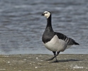 Branta leucopsis