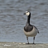 Branta leucopsis