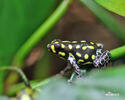 Brazilian poison frog