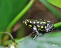 Brazilian poison frog