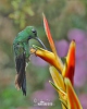 Brillante capoverde Colibrì diamante corona verde