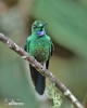 Brillante capoverde Colibrì diamante corona verde