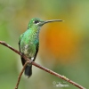 Brillante capoverde Colibrì diamante corona verde