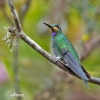 Brillante Coroniverde frentiverde Colibrí Jacula