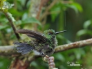 Brillante Coroniverde frentiverde Colibrí Jacula