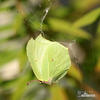 Brimstone butterfly