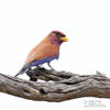 Broad-billed Roller