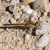 Broad Scarlet Darter